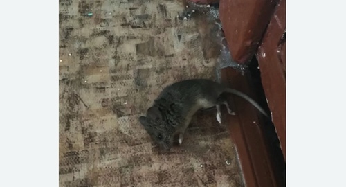 Дезинфекция от мышей в Гребнево