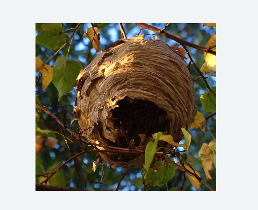 Обработка от шершней в Гребнево