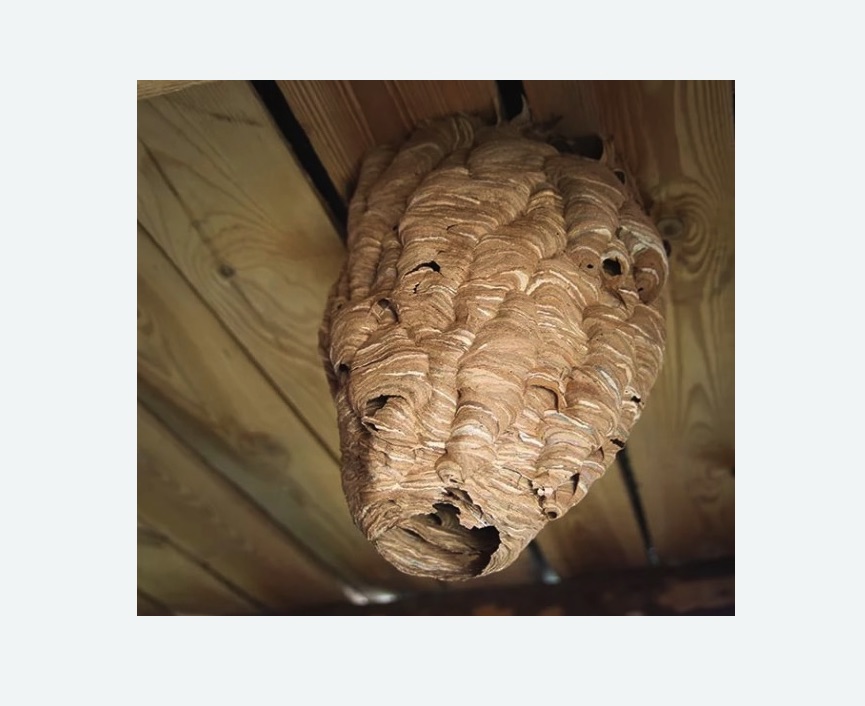 обработка от шершней в Гребнево