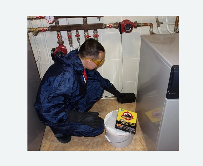 Уничтожение крыс в Гребнево