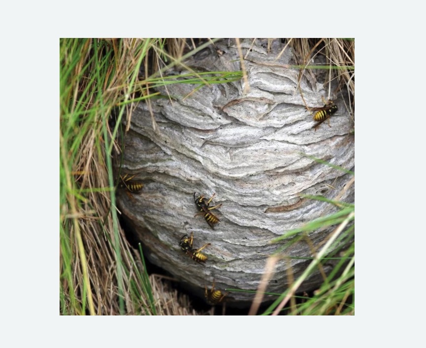 Уничтожение ос и ульев в Гребнево